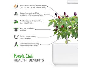 Click and Grow fialové chilli, kapsule so semienkami a substrátom 3ks