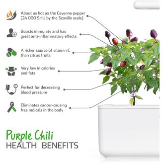 Click and Grow fialové chilli, kapsule so semienkami a substrátom 3ks