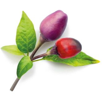 Click and Grow fialové chilli, kapsule so semienkami a substrátom 3ks