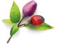 Click and Grow fialové chilli, kapsule so semienkami a substrátom 3ks