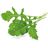Click and Grow rukola, kapsule so semenami a substrátom 3ks