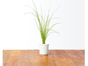 Click and Grow pažítka, kapsule so semenami a substrátom 3ks