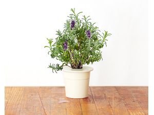 Click and Grow levanduľa, kapsule so semenami a substrátom 3ks