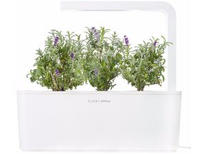 Click and Grow levanduľa, kapsule so semenami a substrátom 3ks