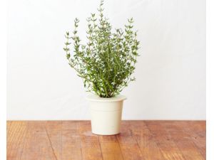 Click and Grow tymián, kapsule so semenami a substrátom 3ks