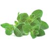 Click and Grow oregano, kapsule so semienkami a substrátom 3ks