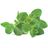 Click and Grow oregano, kapsule so semienkami a substrátom 3ks