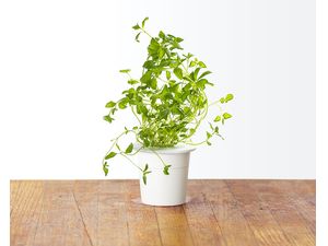 Click and Grow oregano, kapsule so semienkami a substrátom 3ks