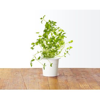 Click and Grow oregano, kapsule so semienkami a substrátom 3ks