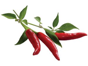 Click and Grow chilli papričky, kapsule so semenami a substrátom 3ks