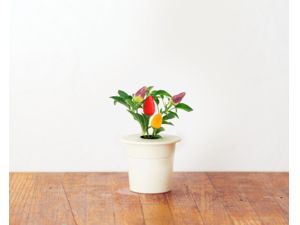 Click and Grow chilli papričky, kapsule so semenami a substrátom 3ks