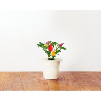 Click and Grow chilli papričky, kapsule so semenami a substrátom 3ks