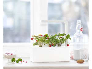 Click and Grow lesné jahody, kapsule so semienkami a substrátom 3ks