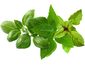 Click and Grow Bazalka zmes, kapsule so semienkami a substrátom 9ks