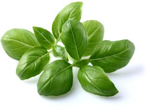 Click and Grow bazalka, kapsule so semenami a substrátom 3ks