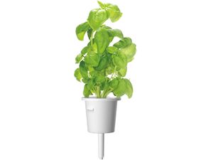 Click and Grow bazalka, kapsule so semenami a substrátom 3ks