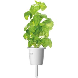 Click and Grow bazalka, kapsule so semenami a substrátom 3ks