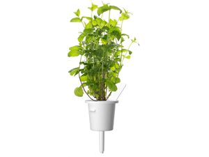Click and Grow mäta pieporná, kapsule so semienkami a substrátom 3ks