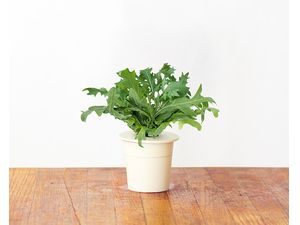 Click and Grow listová horčica, kapsule so semenami a substrátom 9ks