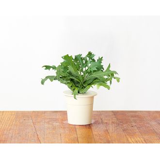 Click and Grow listová horčica, kapsule so semenami a substrátom 9ks