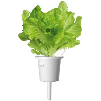 Click and Grow zelený šalát, kapsule so semenami a substrátom 9ks