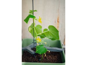 Samozavlažovací kvetináč Gusta Garden CURT CUCUMBER antracitový