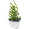 Gusta Garden HERBS BUDDY samozavlažovací kvetináč biely