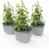 Gusta Garden HERBS BUDDY samozavlažovací kvetináč svetlosivý, 3ks v balení