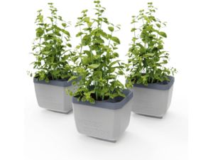 Gusta Garden HERBS BUDDY samozavlažovací kvetináč svetlosivý, 3ks v balení