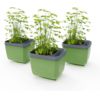Gusta Garden HERBS BUDDY samozavlažovací kvetináč zelený, 3ks v balení