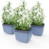 Gusta Garden HERBS BUDDY samozavlažovací box antracitový, 3ks v balení