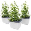 Gusta Garden HERBS BUDDY samozavlažovací kvetináč biely, 3ks v balení