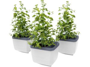 Gusta Garden HERBS BUDDY samozavlažovací kvetináč biely, 3ks v balení