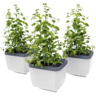 Gusta Garden HERBS BUDDY samozavlažovací kvetináč biely, 3ks v balení