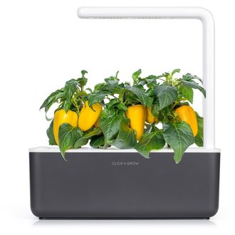 Click and Grow sladká žltá paprika, kapsule so semenami a substrátom 3ks