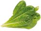 Click and Grow rímsky šalát, kapsule so semenami a substrátom 9ks