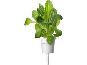 Click and Grow rímsky šalát, kapsule so semenami a substrátom 9ks