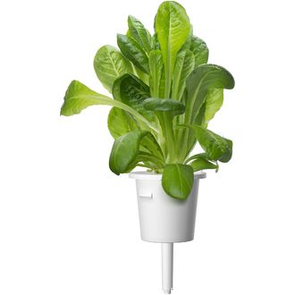Click and Grow rímsky šalát, kapsule so semenami a substrátom 9ks