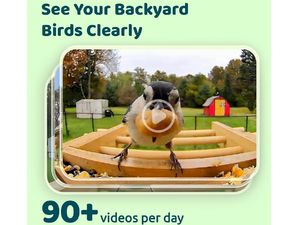 Birdfy Feeder Bamboo Lite Solar