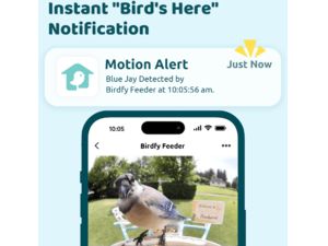 Birdfy Feeder Solar (predplatné AI)