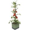 Gusta Garden TOM TOMATO Štandardný samozavlažovací kvetináč, tmavozelený