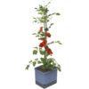 Gusta Garden TOM TOMATO Štandardný samozavlažovací kvetináč, modrý