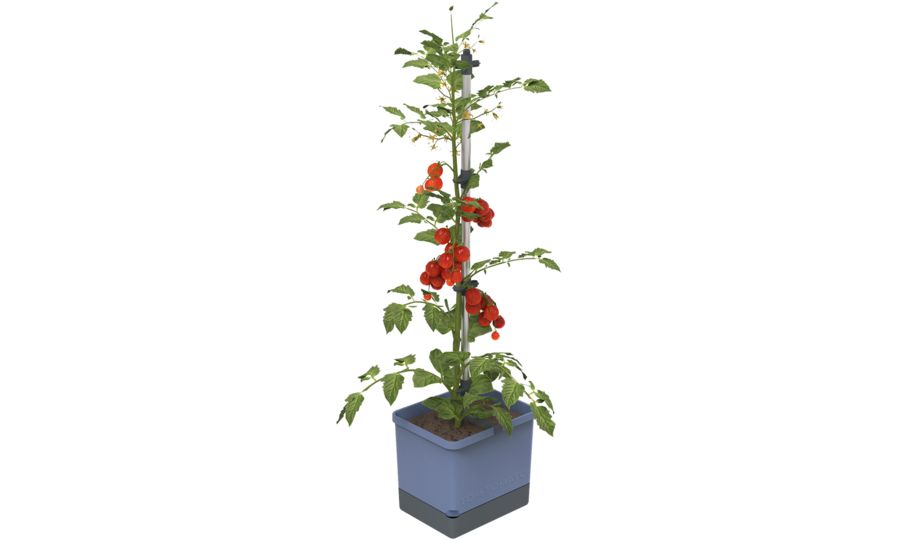 Gusta Garden TOM TOMATO Štandardný samozavlažovací kvetináč, modrý