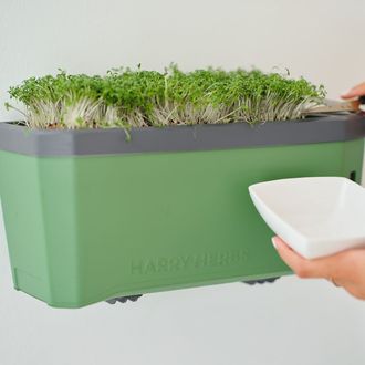 Nástenný držiak Gusta Garden HARRY HERBS