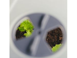 Gusta Garden SAMMY SALAD veko