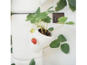 Gusta Garden SISSI STRAWBERRY nástenný držiak