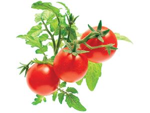 Click and Grow mini paradajky, kapsule so semienkami a substrátom 3ks