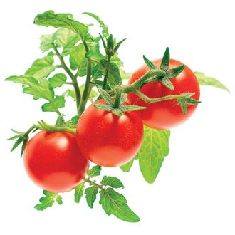 Click and Grow mini paradajky, kapsule so semienkami a substrátom 3ks
