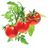 Click and Grow mini paradajky, kapsule so semienkami a substrátom 3ks