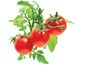 Click and Grow mini paradajky, kapsule so semienkami a substrátom 3ks